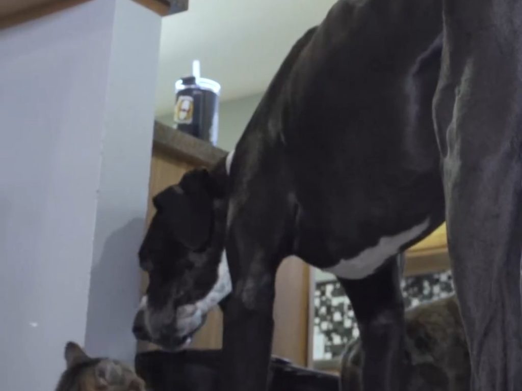 Kevin, die größte Deutsche Dogge der Welt, gekrönt vom Welt-Guinness, ist erst vor drei Monaten gestorben