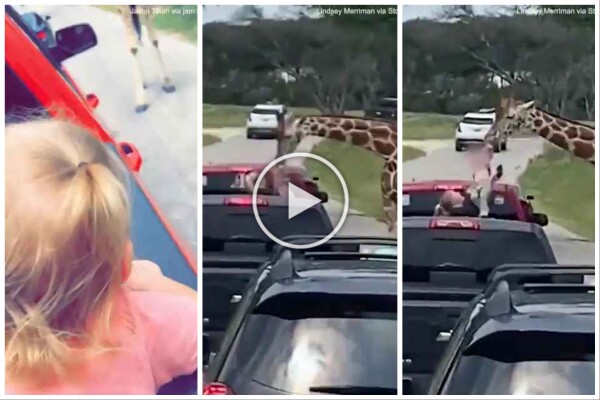 Miedo en el zoológico safari, una jirafa secuestra a una niña de dos años