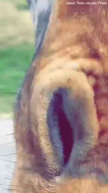Miedo en el zoológico safari, una jirafa secuestra a una niña de dos años