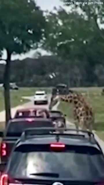 Angst im Safari-Zoo: Giraffe entführt ein zweijähriges Mädchen