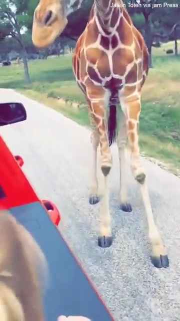 Angst im Safari-Zoo: Giraffe entführt ein zweijähriges Mädchen