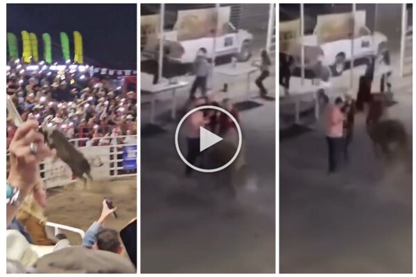 Toro impazzisce al rodeo e si tuffa nel pubblico incornando tutti: terrore e feriti