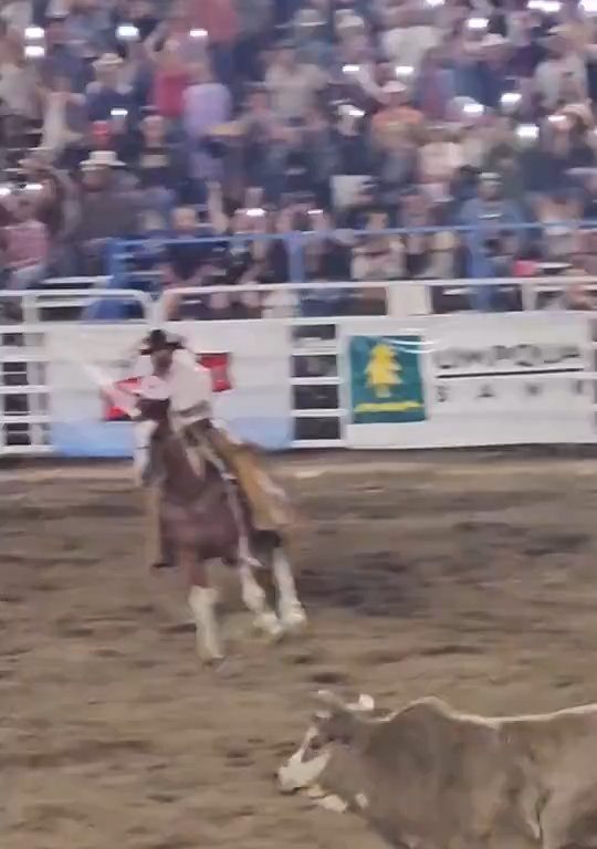Toro dreht beim Rodeo durch und stürzt sich ins Publikum, was alle in Aufruhr versetzt: Schrecken und Verletzungen