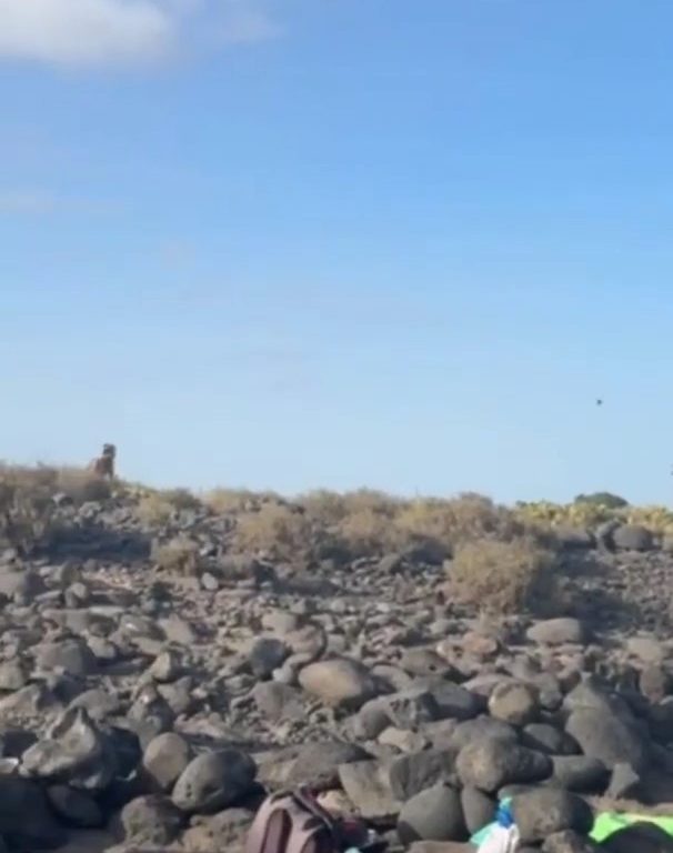 Schlägerei auf Teneriffa, Touristen werfen Steine zwischen weinende Frauen und Kinder