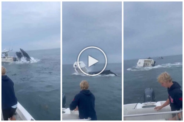 Balena salta su una barca di pescatori e la affonda: video incredibile