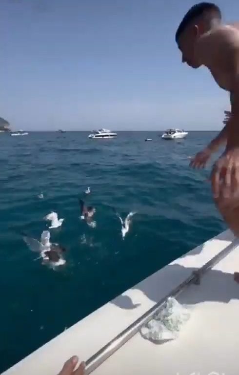 Piège cruel pour les mouettes, attirez-les puis plongez avec une bombe pour les blesser, vidéo choc