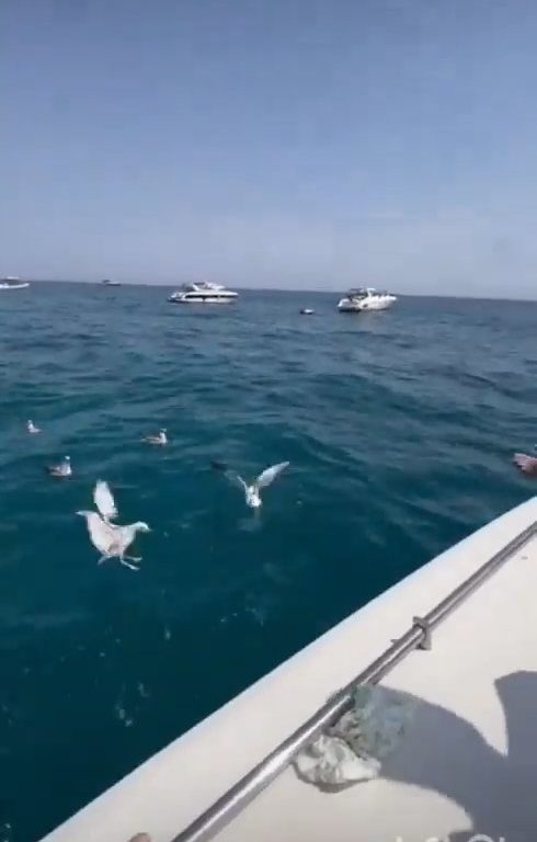 Trampa cruel para gaviotas, atraerlas y luego lanzar una bomba para lastimarlas impactante video