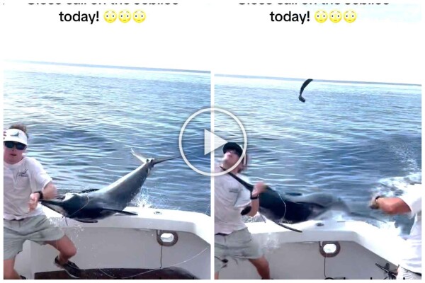 Venganza del marlin, salta al barco y casi masacra al pescador: video