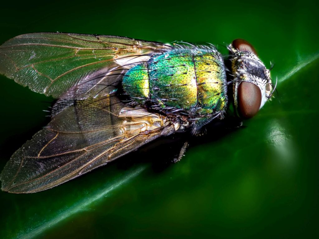 Aplasta una mosca en la cara y pierde el globo ocular: la increíble historia