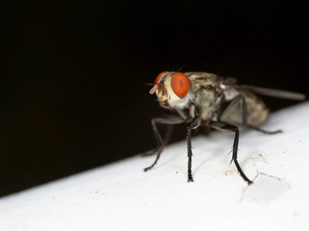 Aplasta una mosca en la cara y pierde el globo ocular: la increíble historia