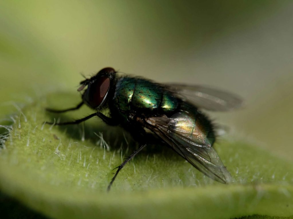 Il écrase une mouche au visage et perd son oeil : l'incroyable histoire