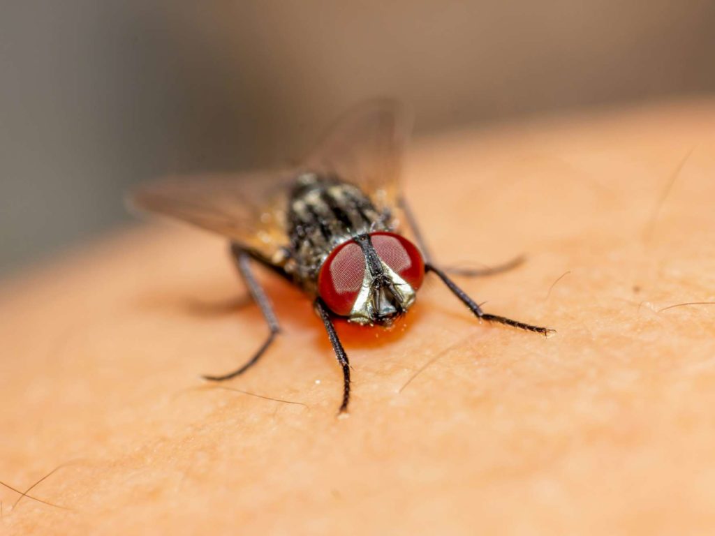 Aplasta una mosca en la cara y pierde el globo ocular: la increíble historia