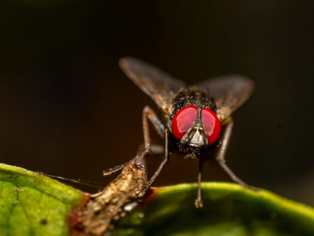 Aplasta una mosca en la cara y pierde el globo ocular: la increíble historia