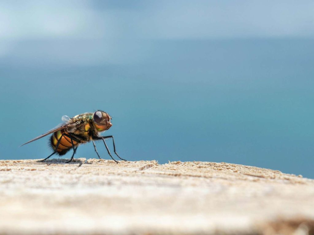 Aplasta una mosca en la cara y pierde el globo ocular: la increíble historia