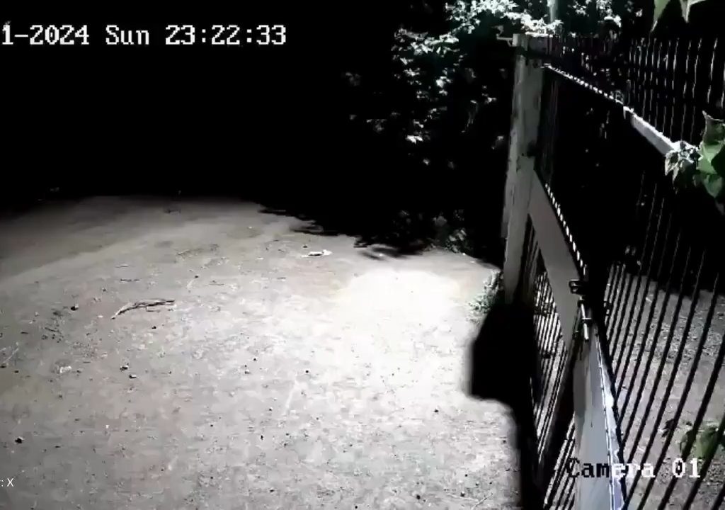 Coppia di cani contro due leoni, vincono i cuccioli che li mettono in fuga: video