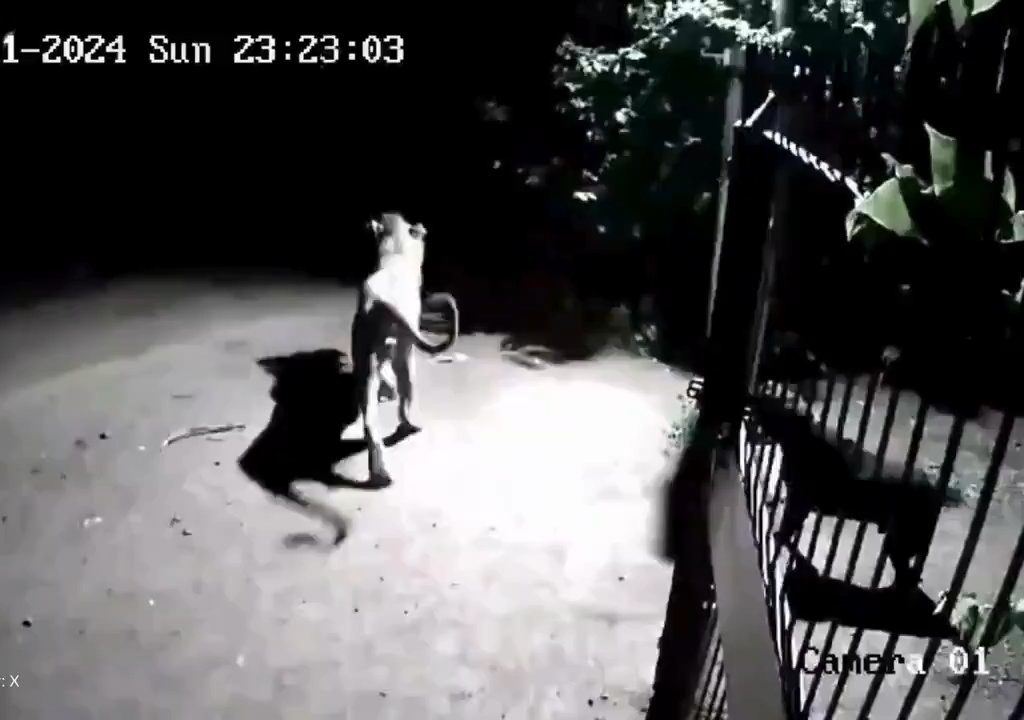 Coppia di cani contro due leoni, vincono i cuccioli che li mettono in fuga: video