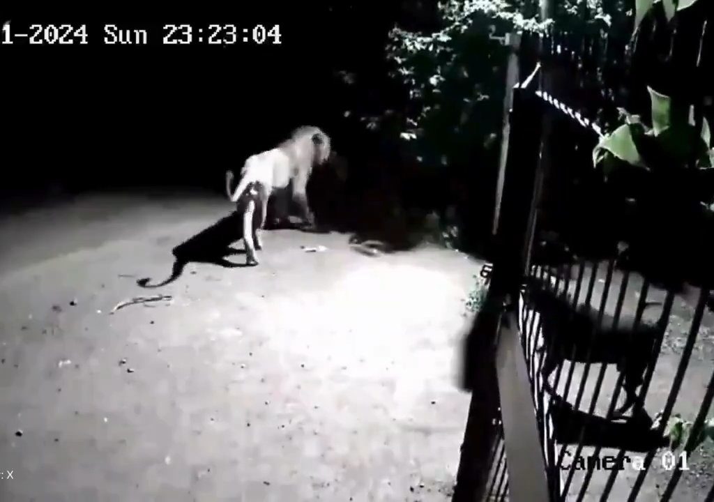 Coppia di cani contro due leoni, vincono i cuccioli che li mettono in fuga: video