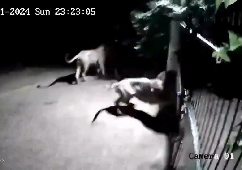 Coppia di cani contro due leoni, vincono i cuccioli che li mettono in fuga: video