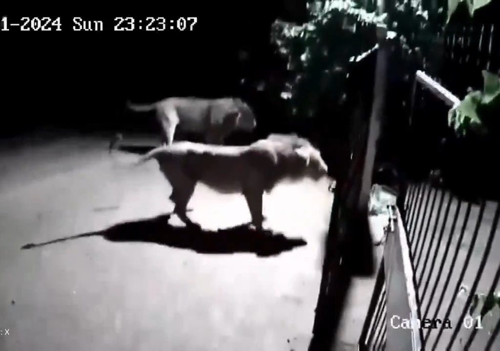 Coppia di cani contro due leoni, vincono i cuccioli che li mettono in fuga: video