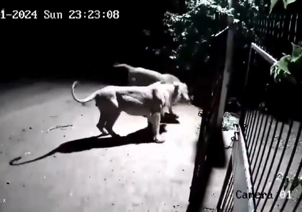 Coppia di cani contro due leoni, vincono i cuccioli che li mettono in fuga: video