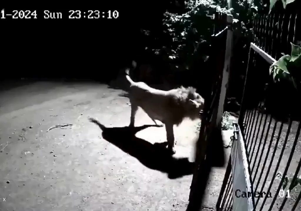 Coppia di cani contro due leoni, vincono i cuccioli che li mettono in fuga: video