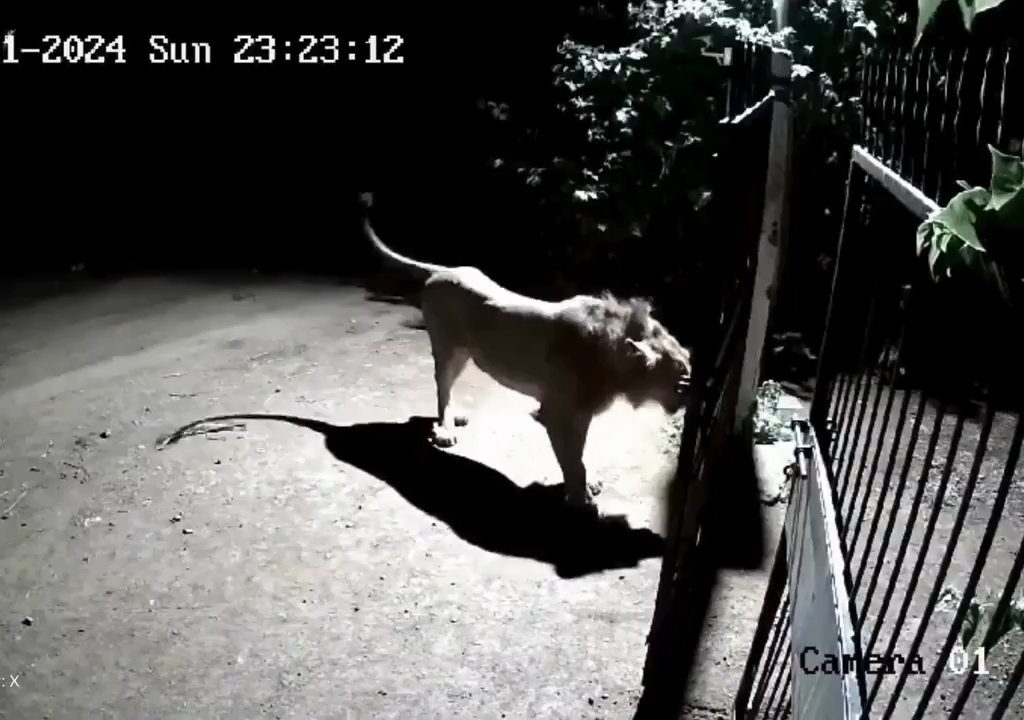 Coppia di cani contro due leoni, vincono i cuccioli che li mettono in fuga: video