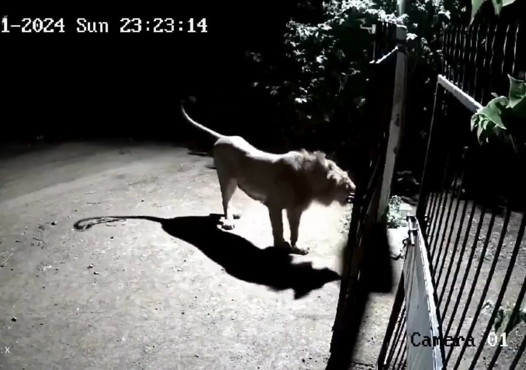 Coppia di cani contro due leoni, vincono i cuccioli che li mettono in fuga: video