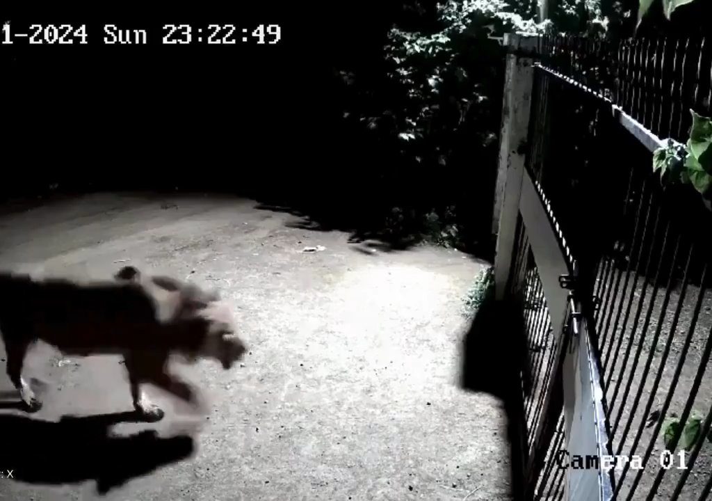 Coppia di cani contro due leoni, vincono i cuccioli che li mettono in fuga: video