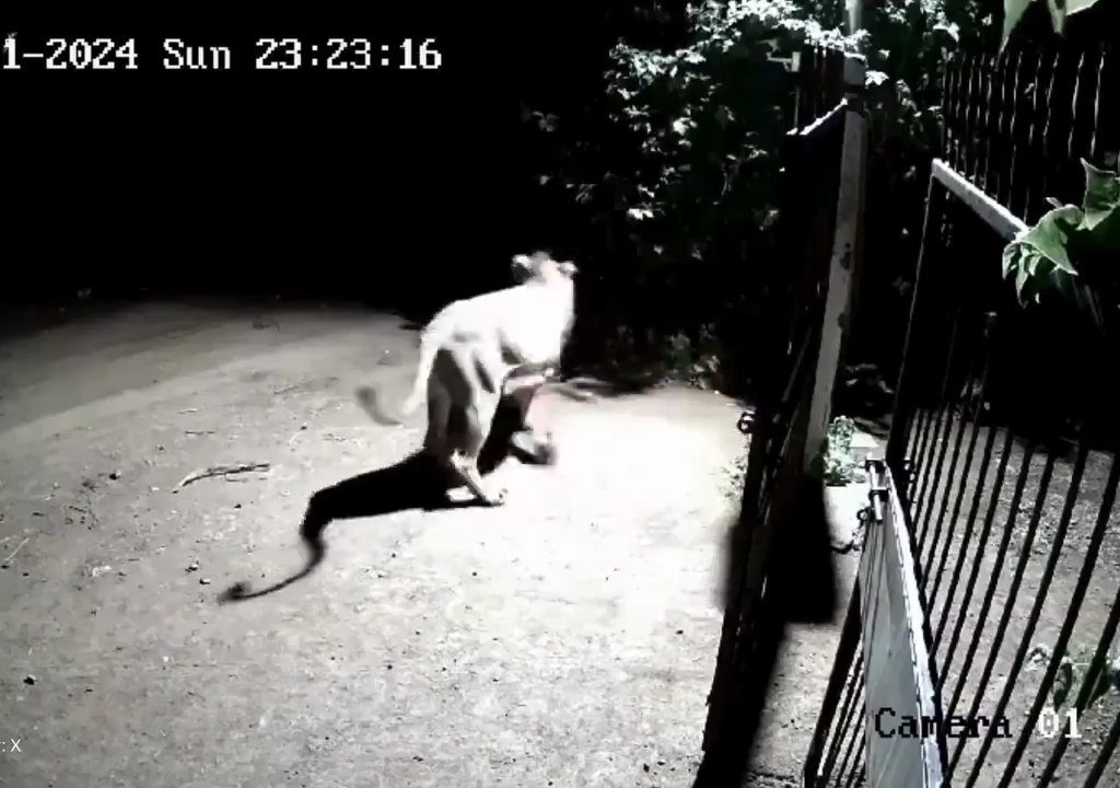 Coppia di cani contro due leoni, vincono i cuccioli che li mettono in fuga: video