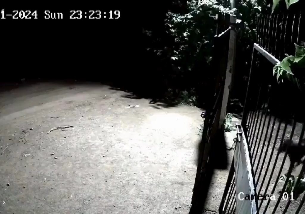 Coppia di cani contro due leoni, vincono i cuccioli che li mettono in fuga: video