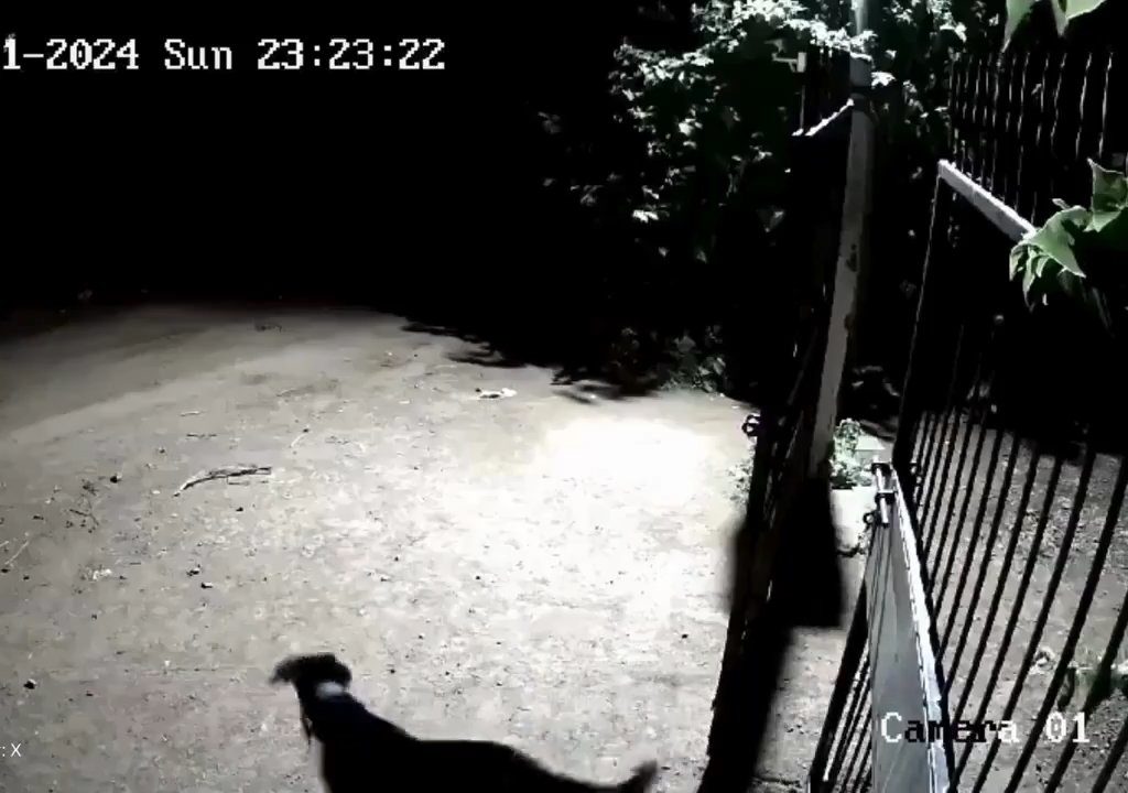 Coppia di cani contro due leoni, vincono i cuccioli che li mettono in fuga: video