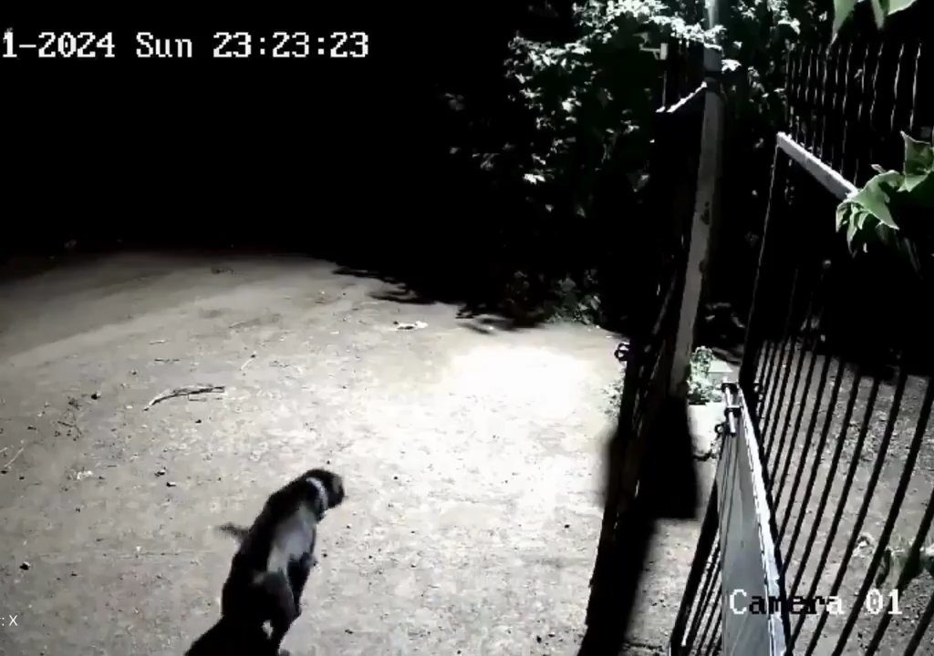 Coppia di cani contro due leoni, vincono i cuccioli che li mettono in fuga: video