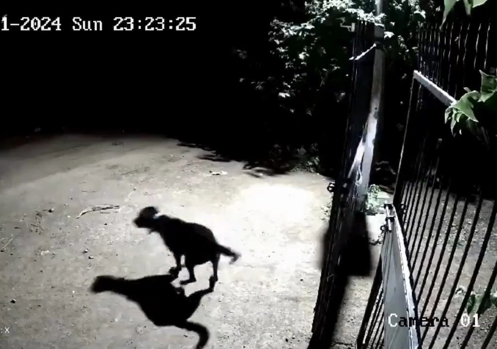 Coppia di cani contro due leoni, vincono i cuccioli che li mettono in fuga: video