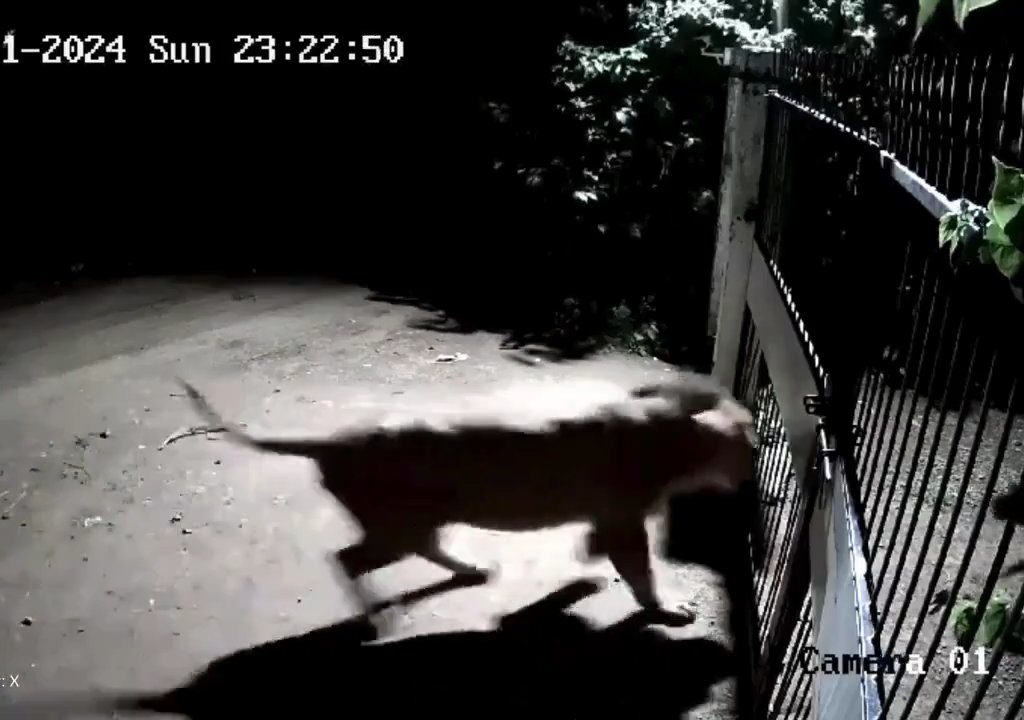 Coppia di cani contro due leoni, vincono i cuccioli che li mettono in fuga: video