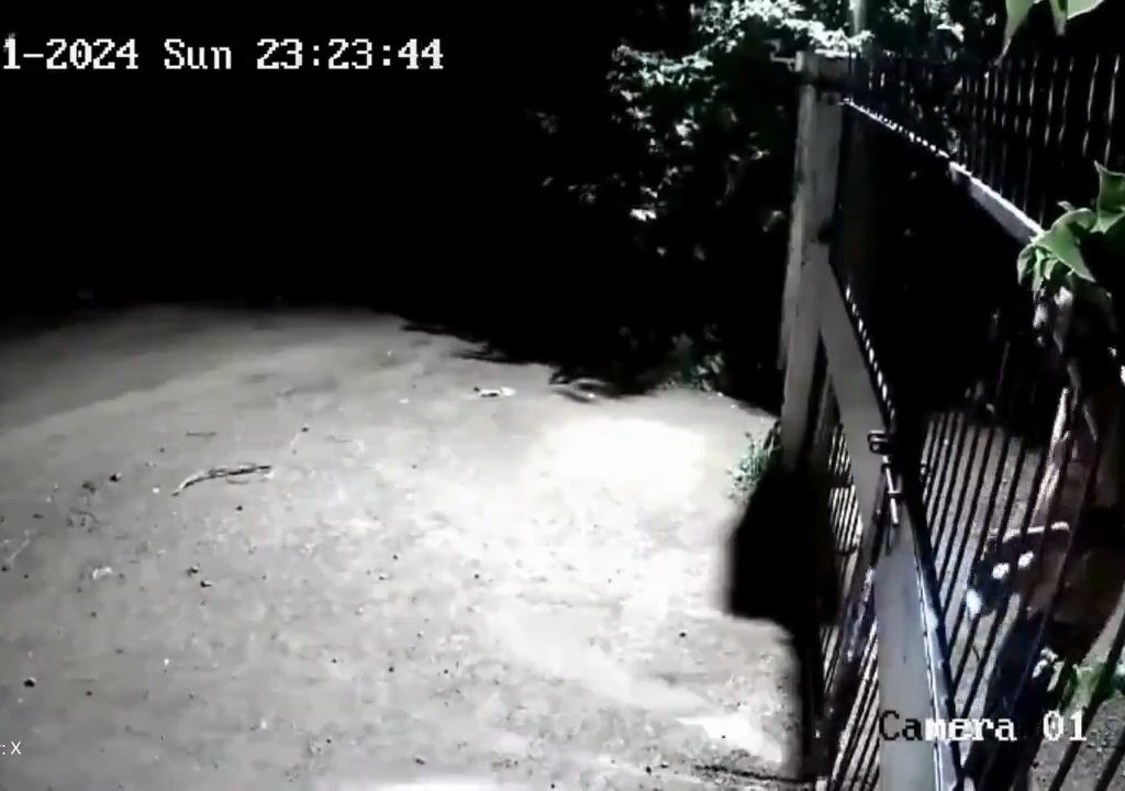 Coppia di cani contro due leoni, vincono i cuccioli che li mettono in fuga: video