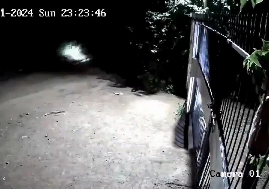 Coppia di cani contro due leoni, vincono i cuccioli che li mettono in fuga: video