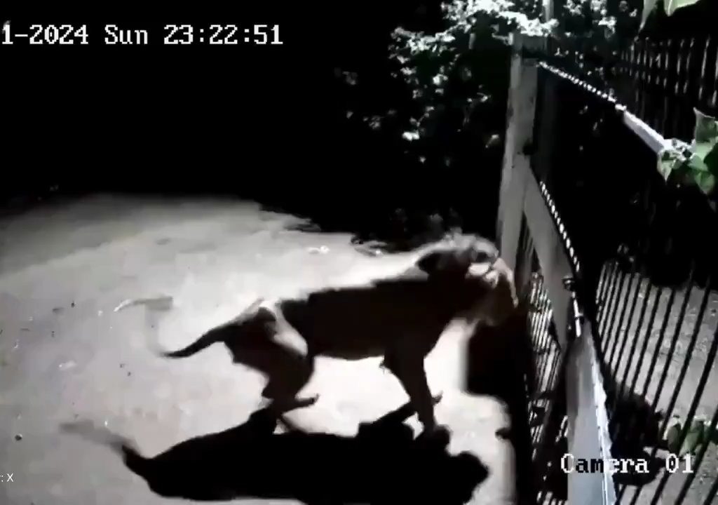 Coppia di cani contro due leoni, vincono i cuccioli che li mettono in fuga: video