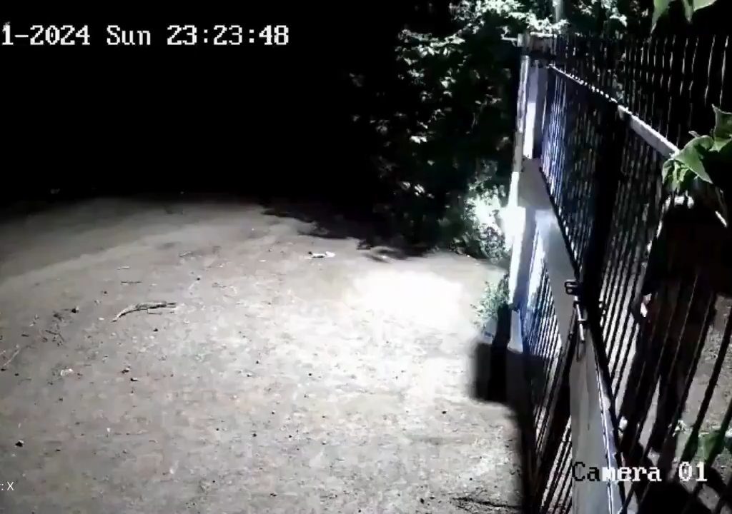 Coppia di cani contro due leoni, vincono i cuccioli che li mettono in fuga: video