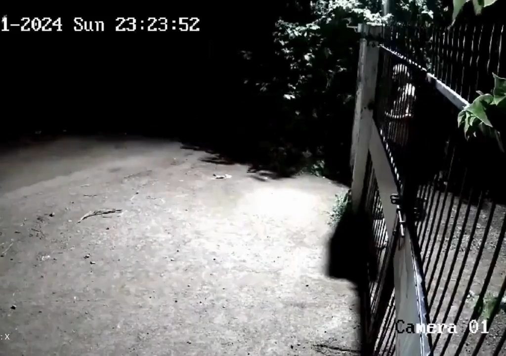 Coppia di cani contro due leoni, vincono i cuccioli che li mettono in fuga: video