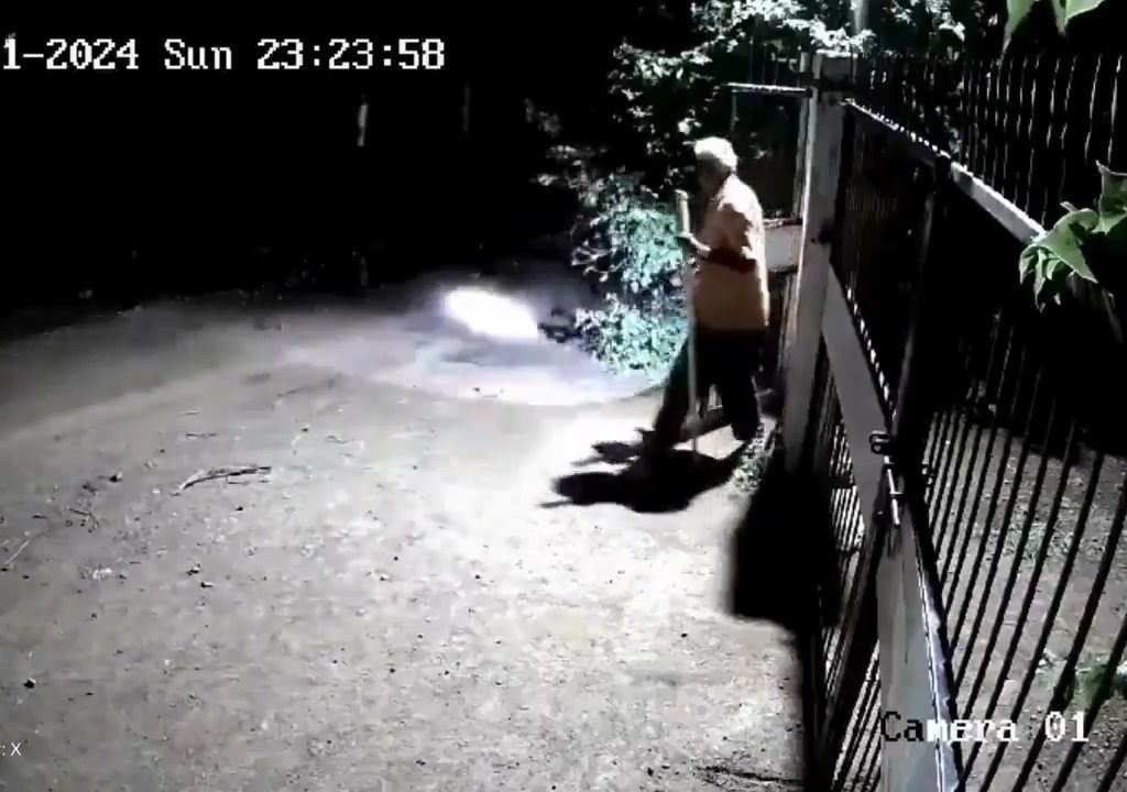 Coppia di cani contro due leoni, vincono i cuccioli che li mettono in fuga: video