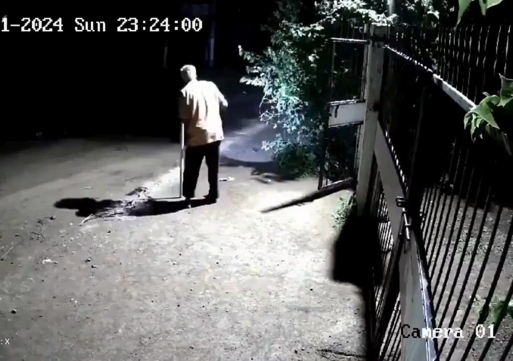 Coppia di cani contro due leoni, vincono i cuccioli che li mettono in fuga: video