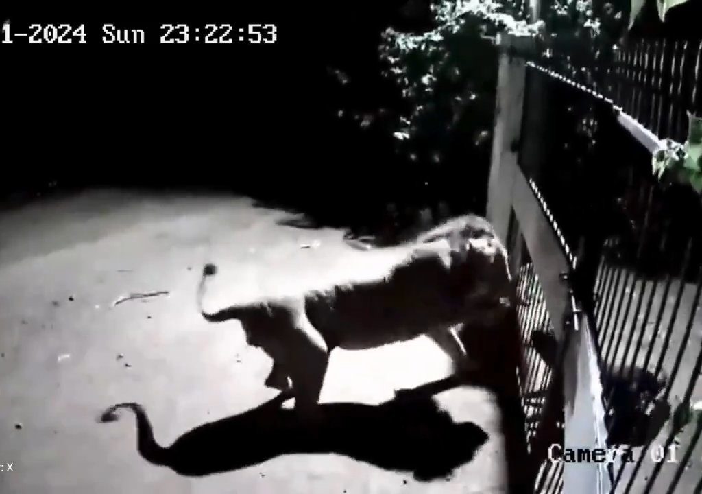 Coppia di cani contro due leoni, vincono i cuccioli che li mettono in fuga: video