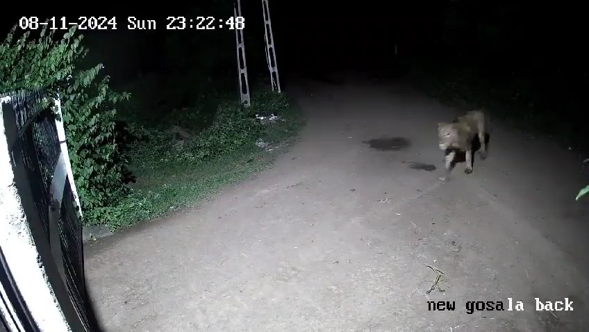 Coppia di cani contro due leoni, vincono i cuccioli che li mettono in fuga: video