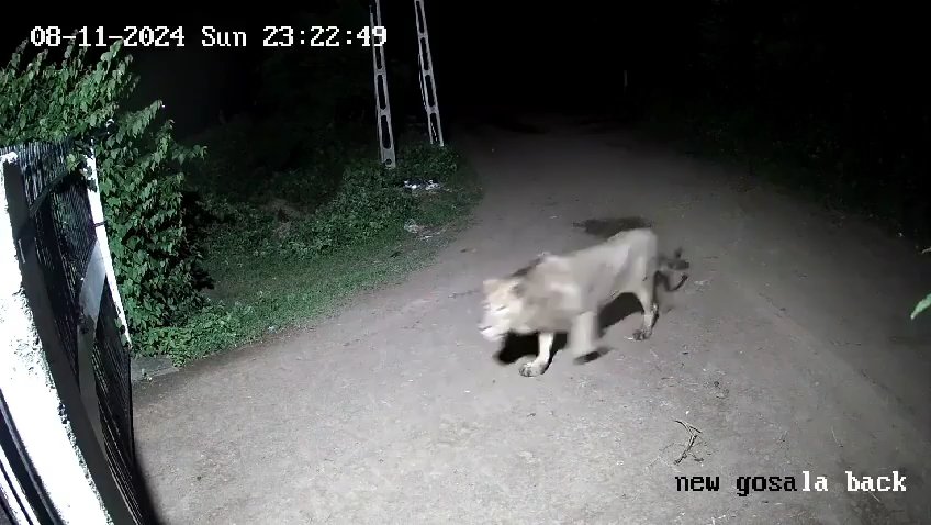 Coppia di cani contro due leoni, vincono i cuccioli che li mettono in fuga: video