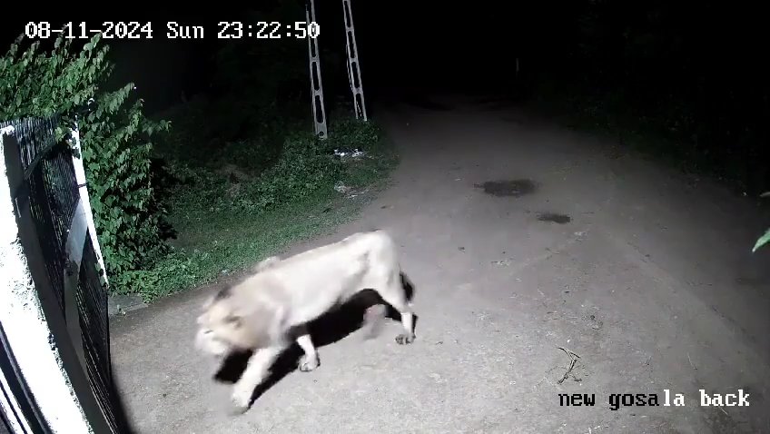 Coppia di cani contro due leoni, vincono i cuccioli che li mettono in fuga: video