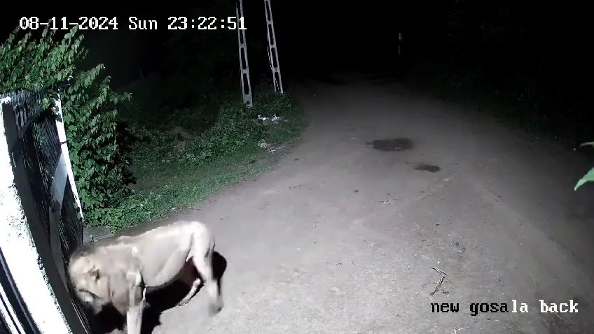 Coppia di cani contro due leoni, vincono i cuccioli che li mettono in fuga: video