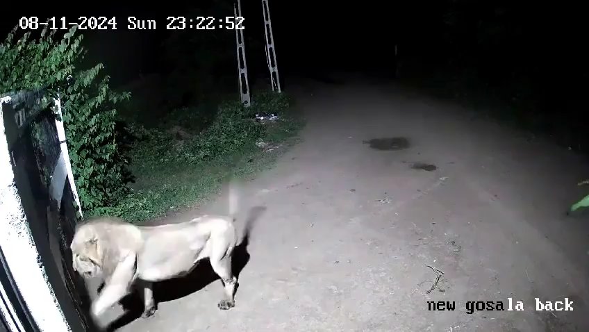 Coppia di cani contro due leoni, vincono i cuccioli che li mettono in fuga: video