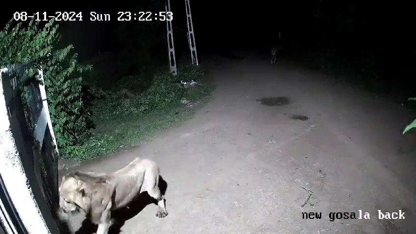 Coppia di cani contro due leoni, vincono i cuccioli che li mettono in fuga: video