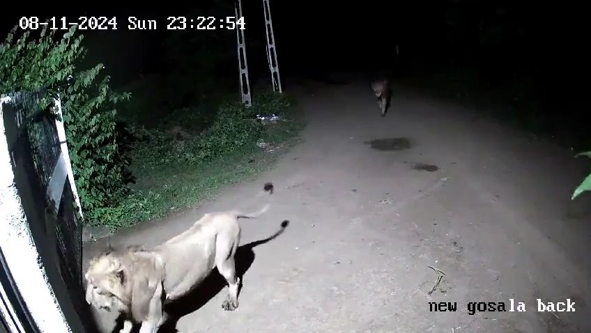 Coppia di cani contro due leoni, vincono i cuccioli che li mettono in fuga: video