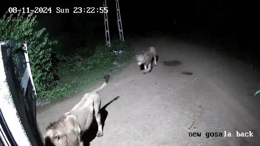 Coppia di cani contro due leoni, vincono i cuccioli che li mettono in fuga: video